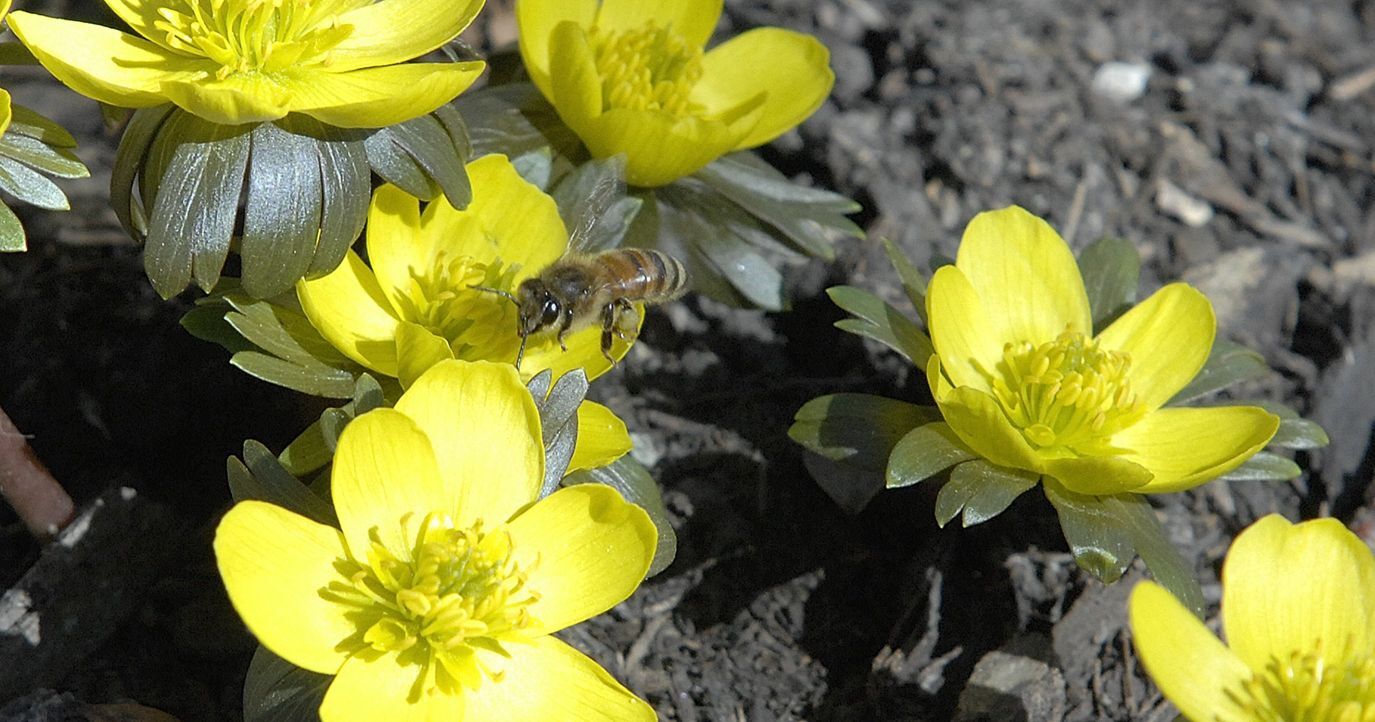 In Kirkland, bees are not allowed to fly over the village or through any of the streets.